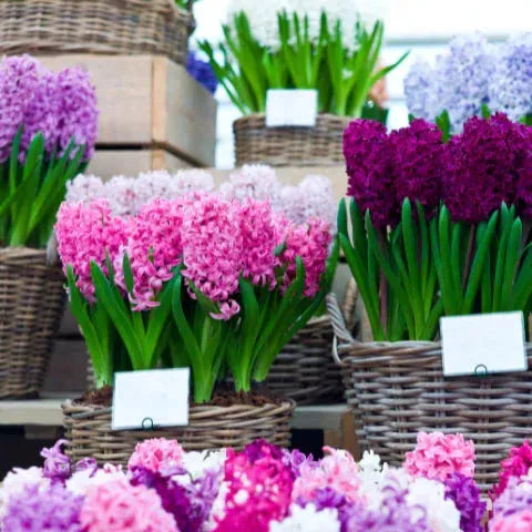 Chelsea Flower Show Through the Ages