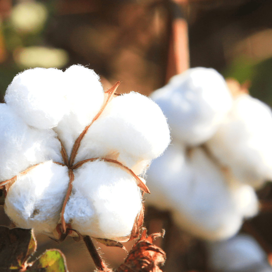 The Benefits of Supima Cotton