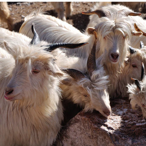 Why We Love Cashmere