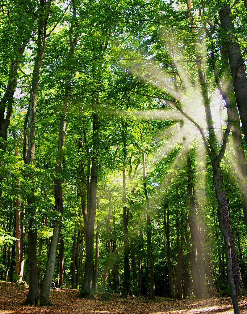 Beech trees that make fabric that can be made into clothes