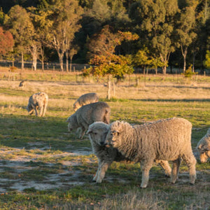 What's All the Fuss About Merino Wool?