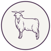 Cashmere Goat Icon